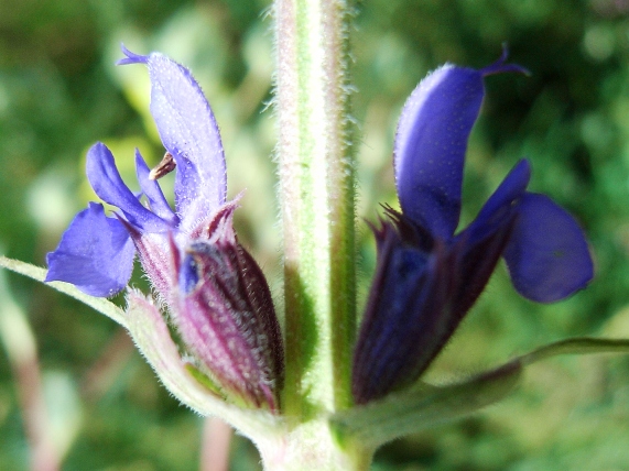 Salvia? - . Salvia  cfr. nemorosa